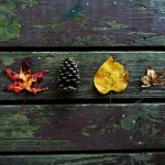 photo credit Luke Phillips